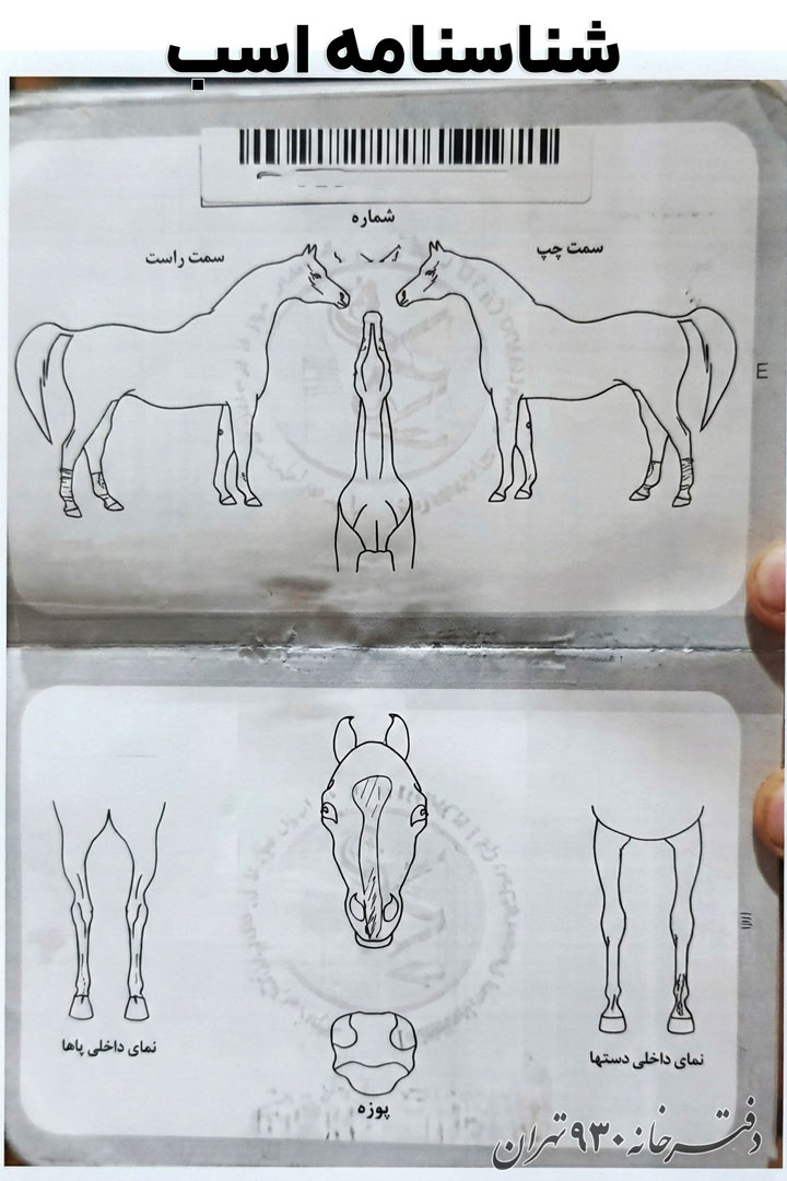 شناسنامه و پاسپورت اسب برای فروش و انتقال وکالتی اسب در دفترخانه
